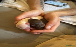 Chihuahua dogs for sale: Beautiful smooth coat chihuahua girl  - Image 10