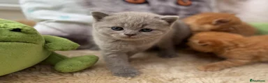 British Shorthair 3