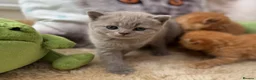 British Shorthair cats for sale: 🧡✅BSH red and lilac 💜Tica reg  - Advert 13