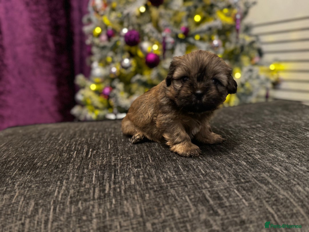 Mixed Breed dogs for sale: Beautiful pups looking for their forever home! - Advert 1