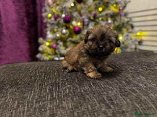 Mixed Breed dogs Beautiful pups looking for their forever home! - Advert 11