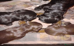 Cocker Spaniel dogs for sale: Working Cocker Spaniels  - Image 5