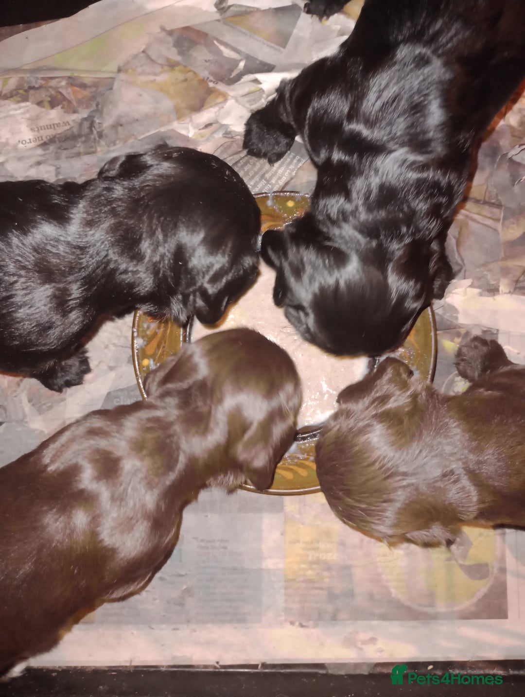 Cocker Spaniel dogs for sale: Working Cocker Spaniels  - Image 5