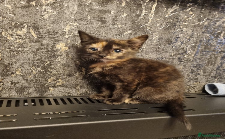 Mixed Breed cats for sale - Advert 1