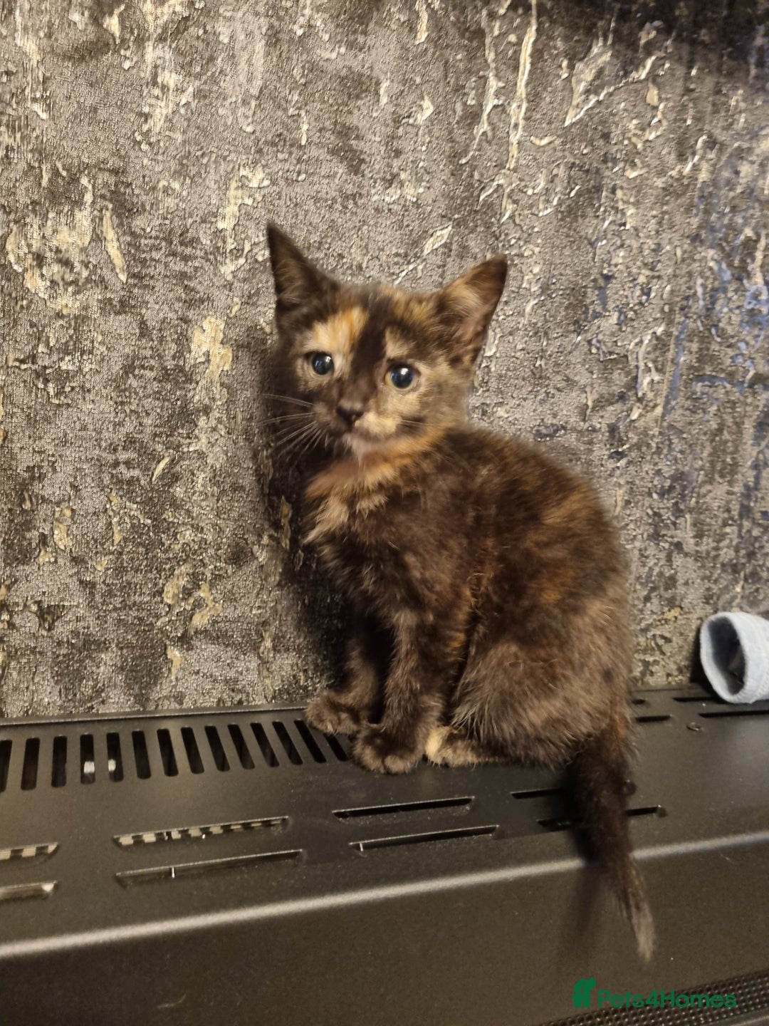 Mixed Breed cats for sale: Last tortie kitten - Image 1