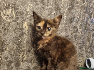 Mixed Breed cats - Advert 15