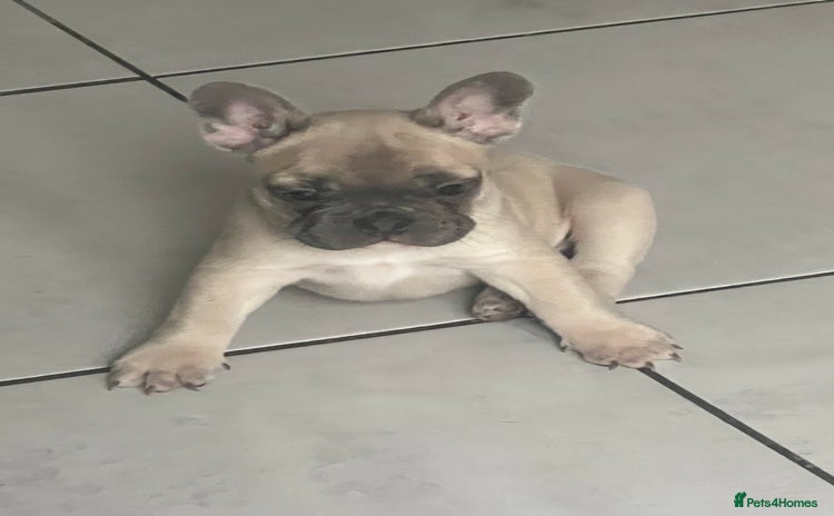 French Bulldog dogs - Advert 1