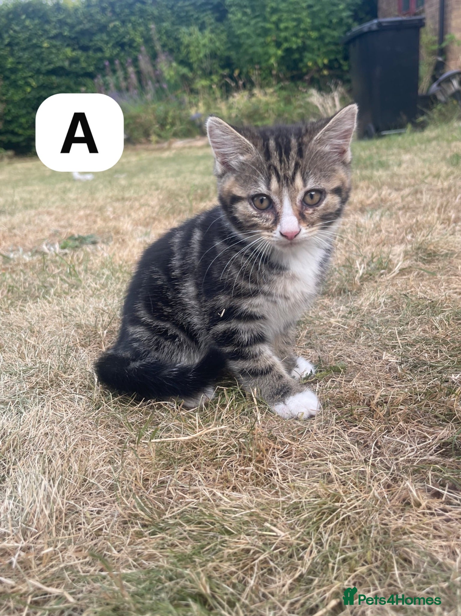 Ragdoll cats 🐾 Adorable Ragdoll x Tabby Kittens – £395 Each 🐾 - Advert 2