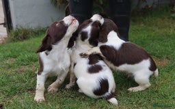 English Springer Spaniel dogs for sale: 2 Lovely Male Springer Spaniels - Image 6