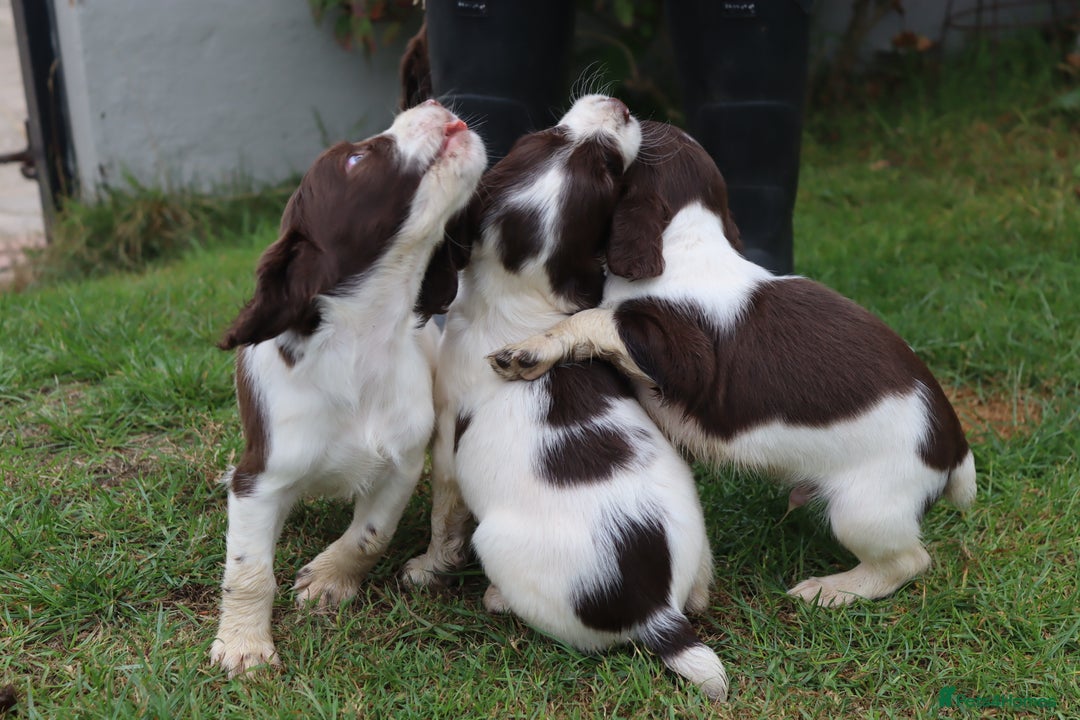 English Springer Spaniel dogs for sale: 2 Lovely Male Springer Spaniels - Image 6