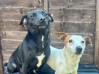 Jack Russell dogs Beautiful Jack Russell adult - Advert 1
