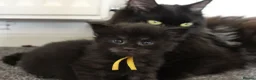 Maine Coon cats for sale: 🔥Gorgeous Maine Coons Available🔥 - Advert 17