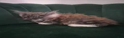 Maine Coon cats for sale: 4 beautuful Maine Coons for new homes - Advert 6