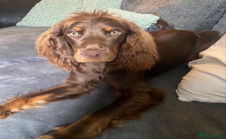 Cocker Spaniel dogs - Advert 5
