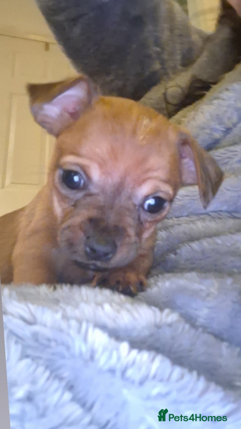 Mixed Breed dogs 🐾 Gorgeous Mixed-Breed Puppies – 🐾 - Advert 7