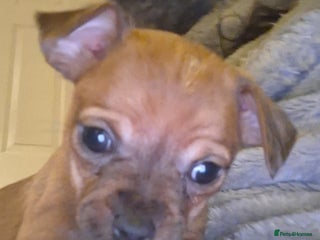 Mixed Breed dogs 🐾 Gorgeous Mixed-Breed Puppies – 🐾 - Advert 3