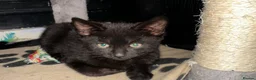 Bombay cats for sale: Bombay x BLH fluffy kittens 🐈‍⬛  - Advert 4