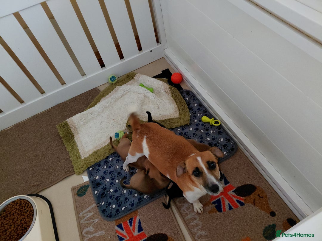 Jack Russell dogs for sale: Jack Russell Puppies - Advert 30