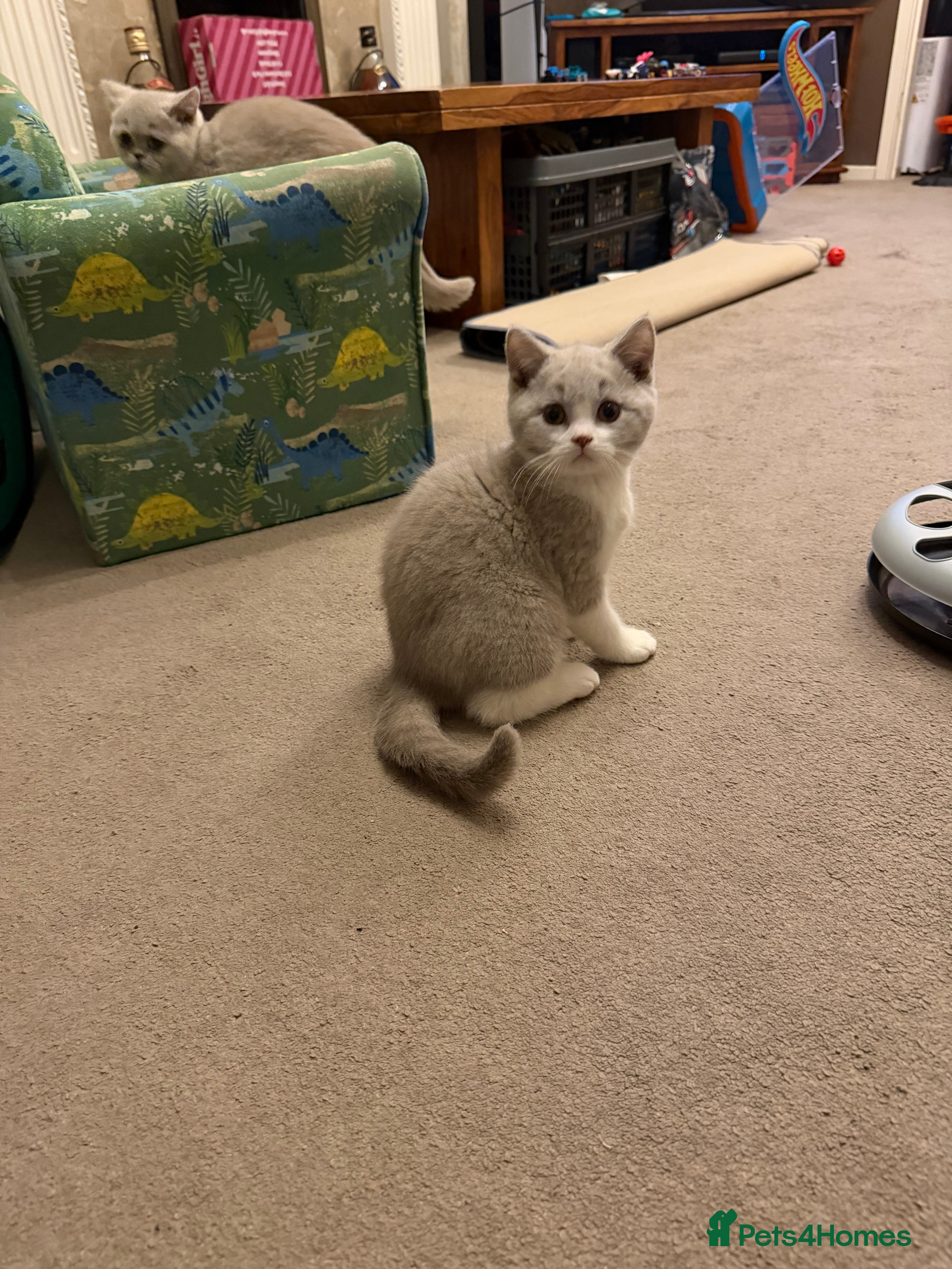 British Shorthair cats Lilac & White British Shorthair Male - Advert 18