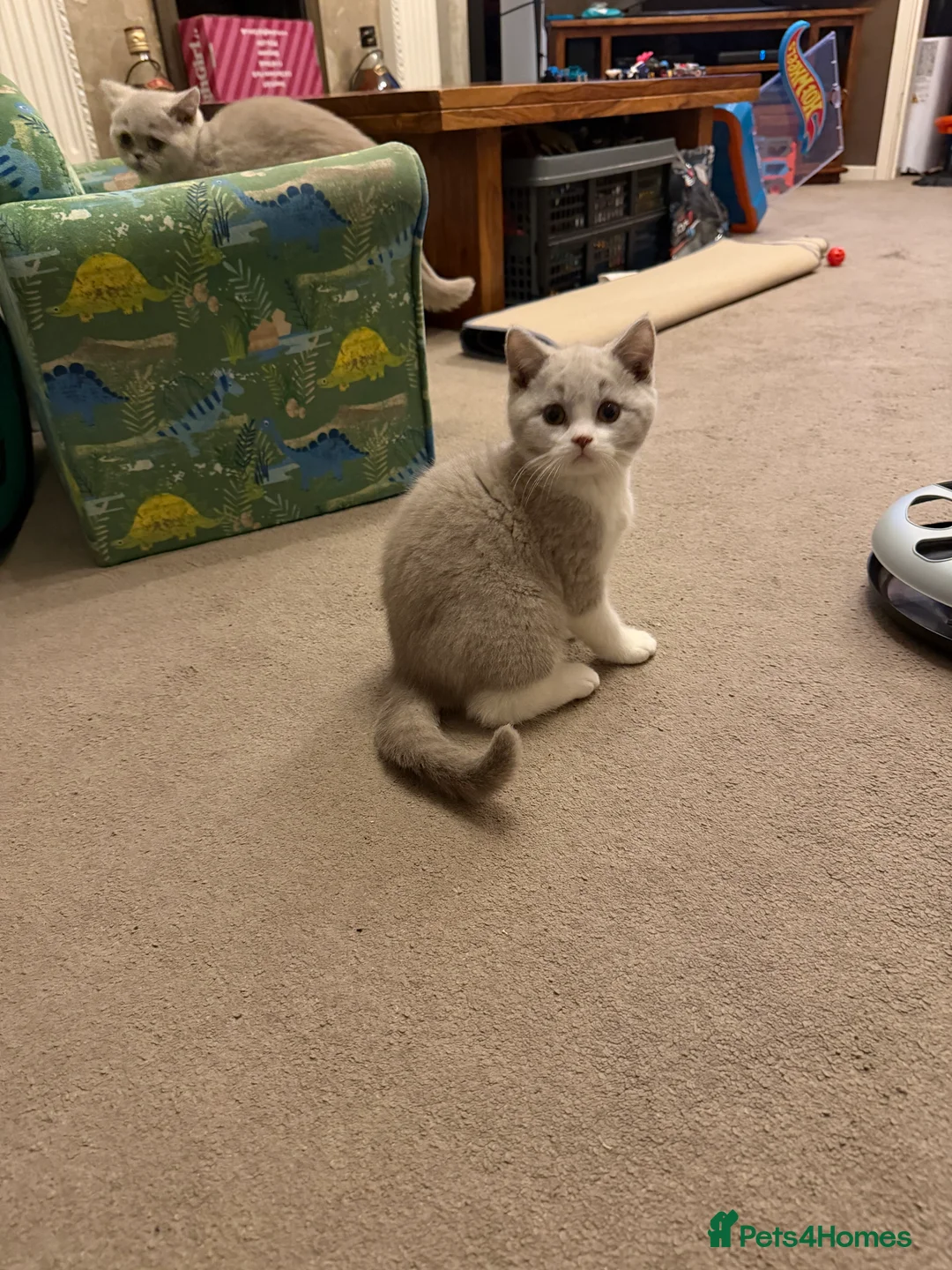 British Shorthair cats for sale: Lilac & White British Shorthair Male - Advert 2