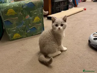 British Shorthair cats Lilac & White British Shorthair Male - Advert 18