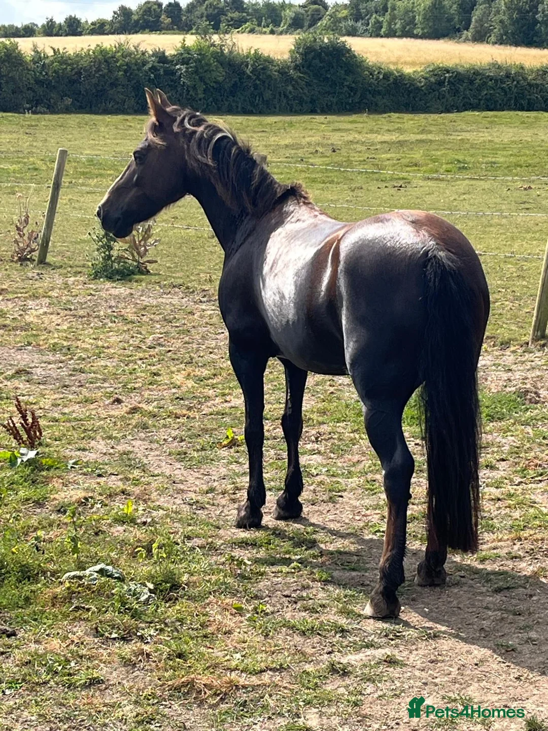 Dartmoor horses for sale: Willow - Advert 3