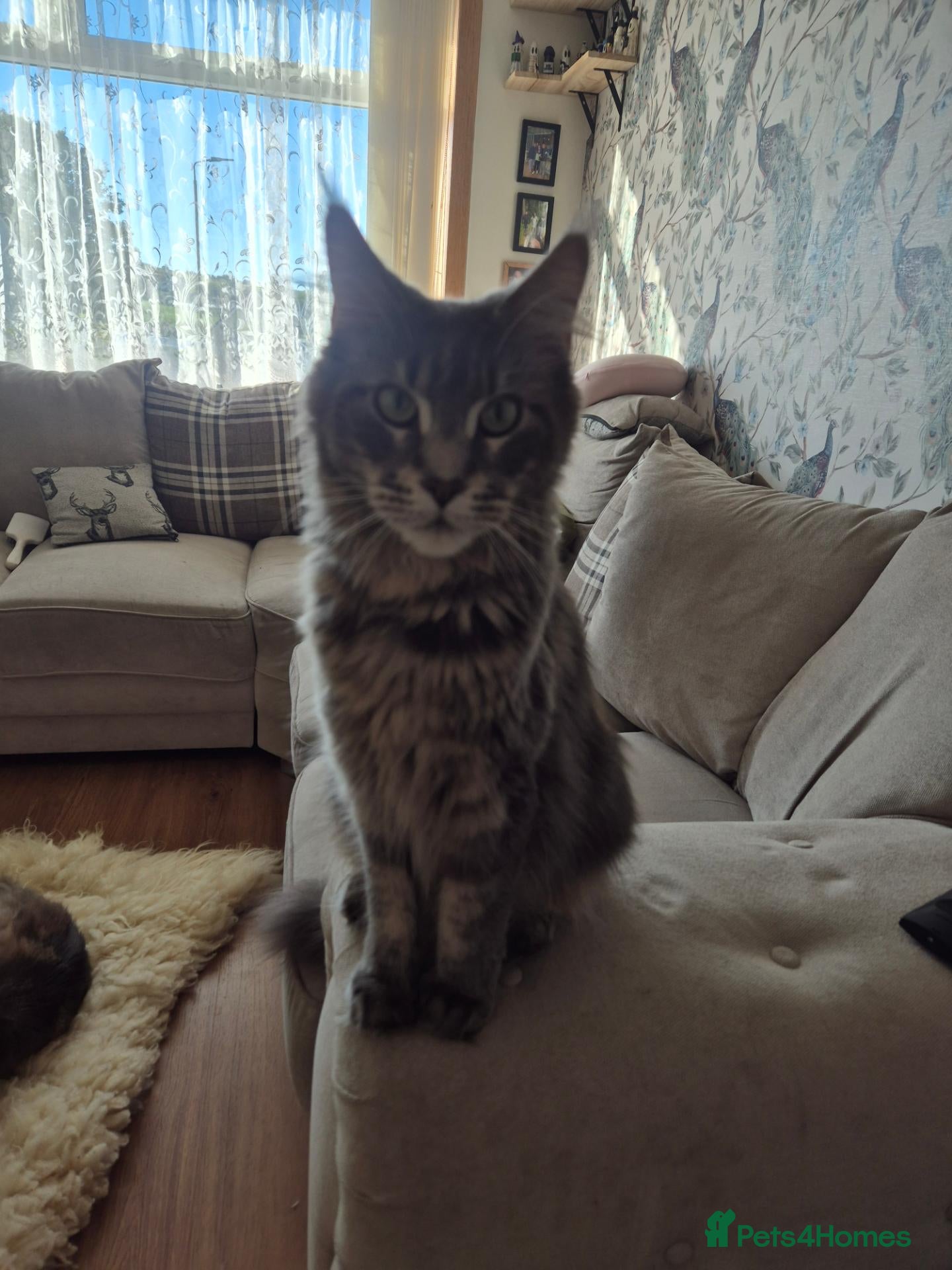 Maine Coon cats  HANDSOME MAINE COON BOY LOOKING FOR HIS HOME  - Advert 2
