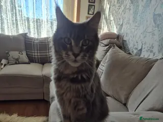 Maine Coon cats HANDSOME MAINE COON BOY LOOKING FOR HIS HOME - Advert 2