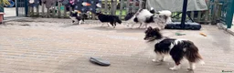 Shetland Sheepdog dogs for sale: Beautiful black bi girl  - Advert 8
