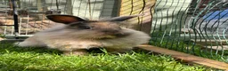 Mini Lion Lop rabbits for sale: Mini lion lop - Advert 2