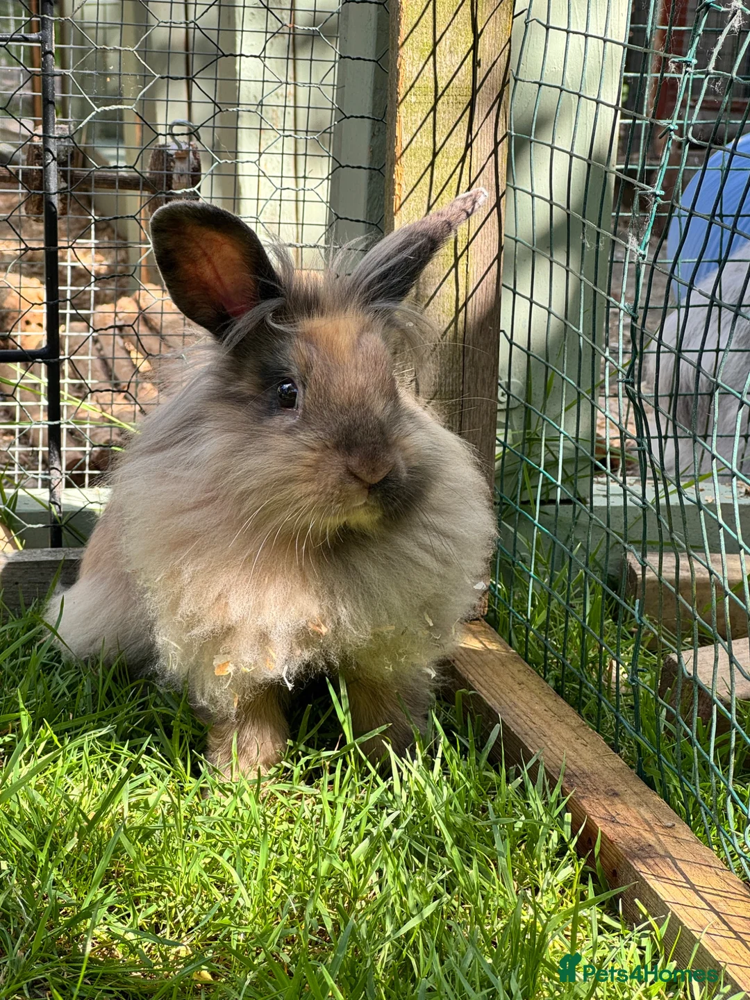 Mini Lion Lop rabbits for sale: Mini lion lop - Advert 2