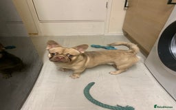 Mixed Breed dogs for sale: French bull dog cross Pekingese puppy - Image 1