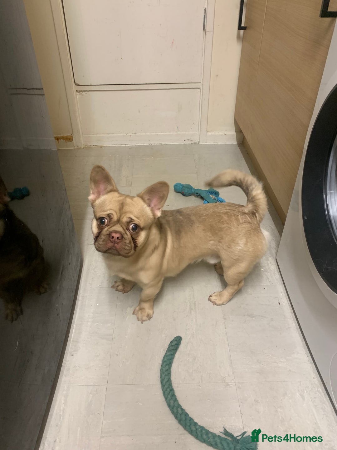 Mixed Breed dogs for sale: French bull dog cross Pekingese puppy - Image 1