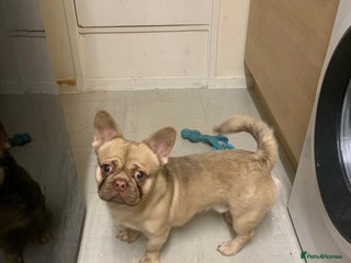 Mixed Breed dogs - Advert 6