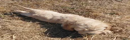 Cockapoo dogs for sale: Beautiful Cockapoo Puppies - Advert 13