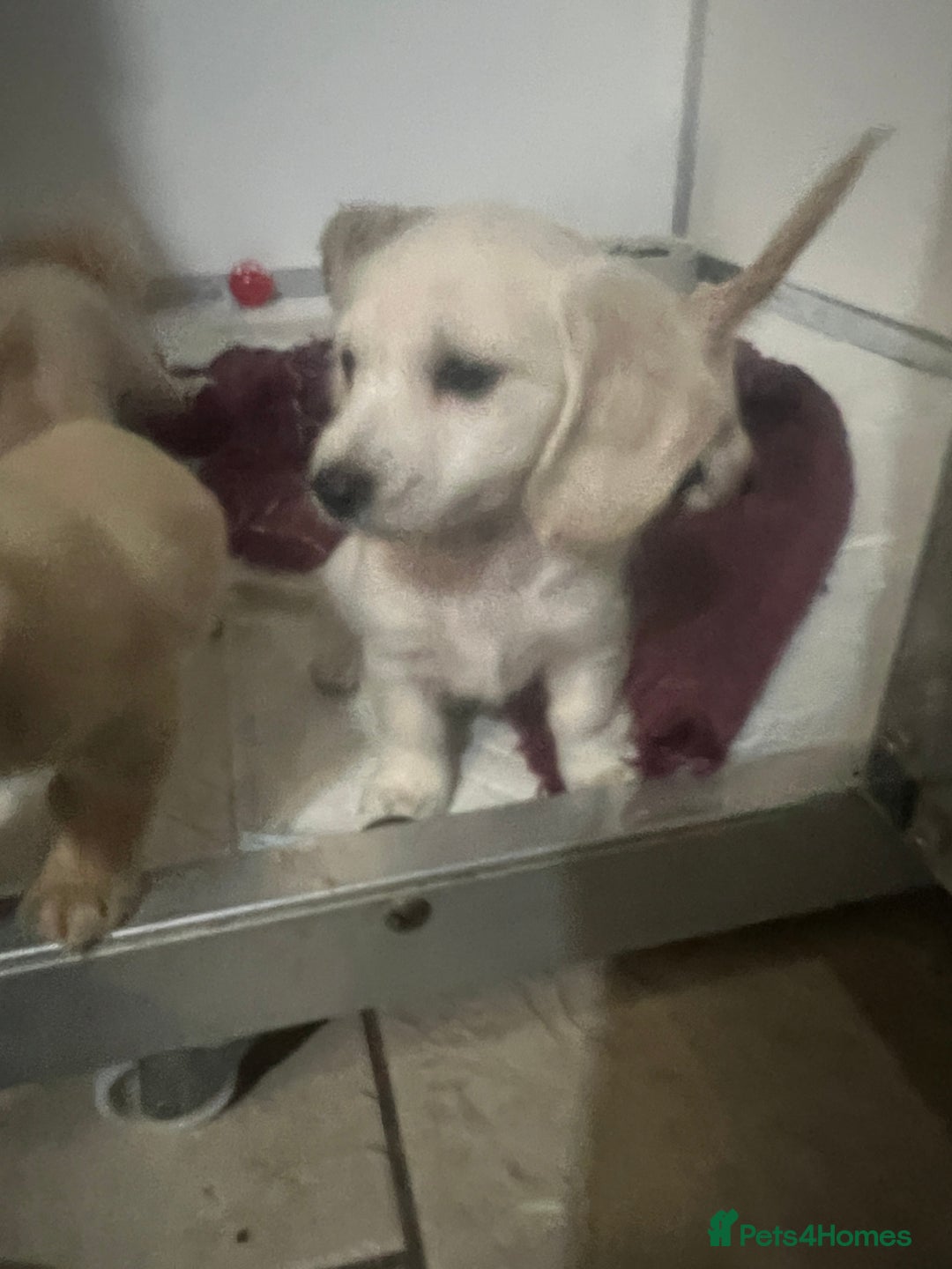 Miniature Dachshund dogs for sale: Very pale cream puppies available - Advert 6