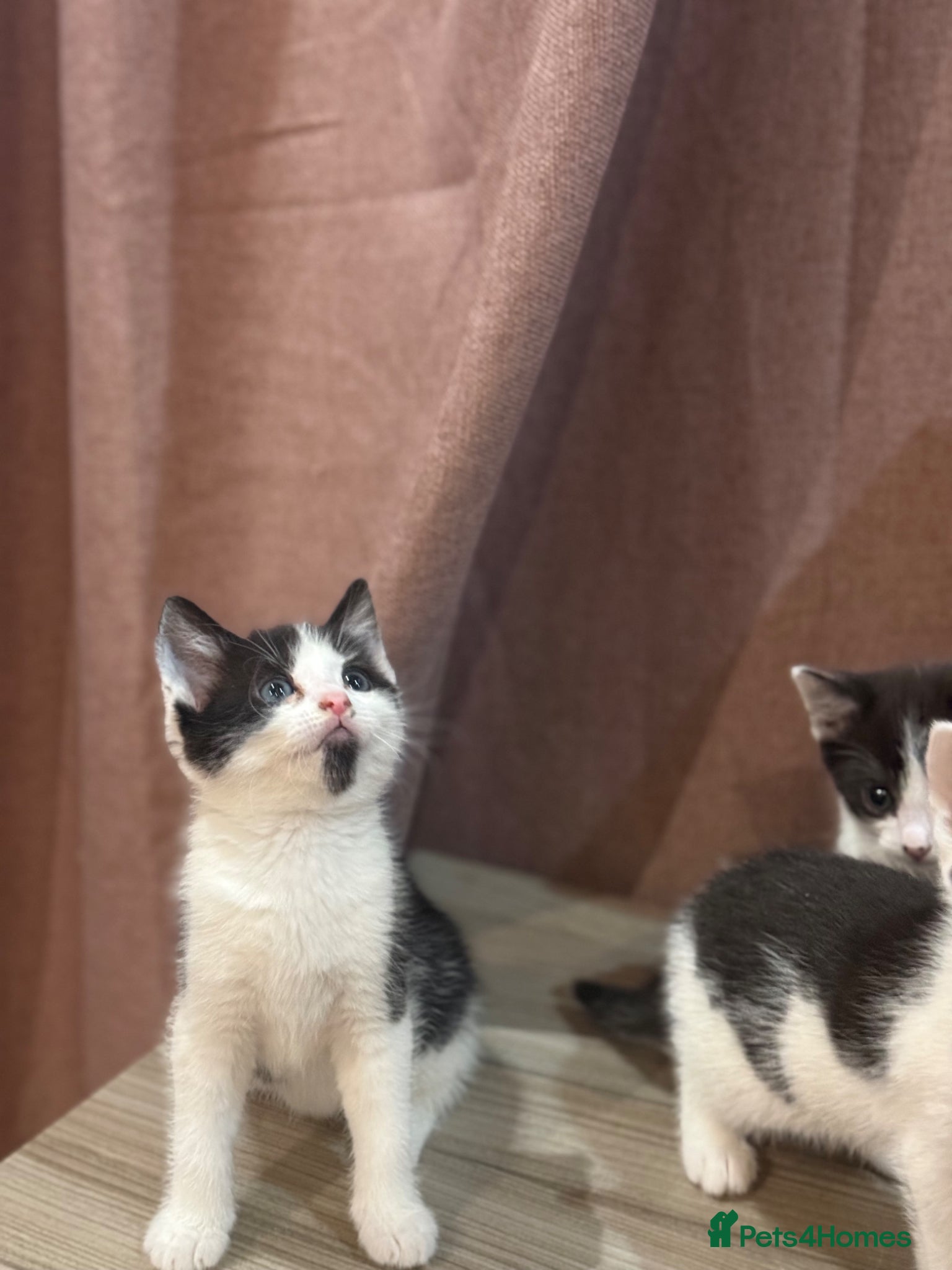 Mixed Breed cats 3 sweet kittens  - Advert 2