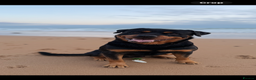 Rottweiler dogs for stud: KC ROTTWEILER STUD - Advert 1