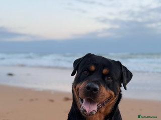 Rottweiler dogs KC ROTTWEILER STUD - Advert 1