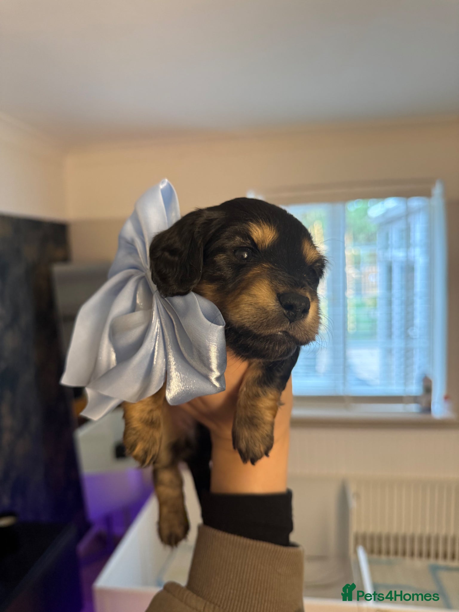 Miniature Dachshund dogs Miniature Dachshund Puppies🤎 - Advert 5