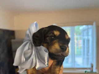 Miniature Dachshund dogs Miniature Dachshund Puppies🤎 - Advert 5