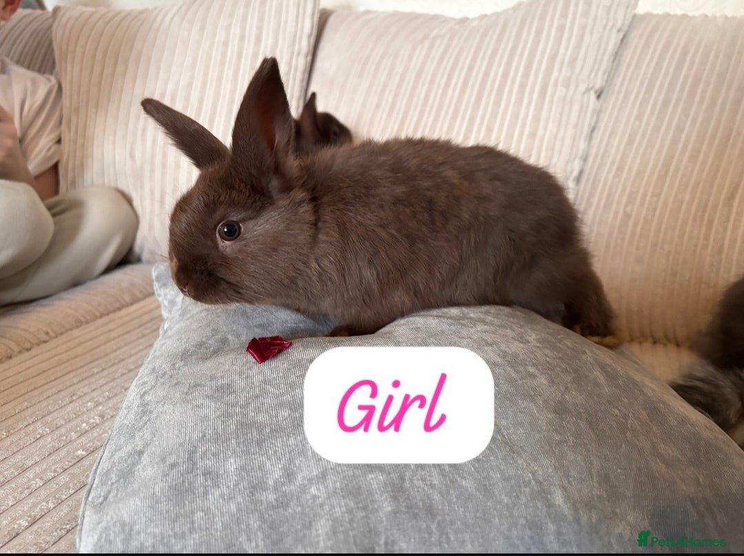 Angora rabbits for sale: Blue/chocolate Fluffy Angora babies  - Advert 3