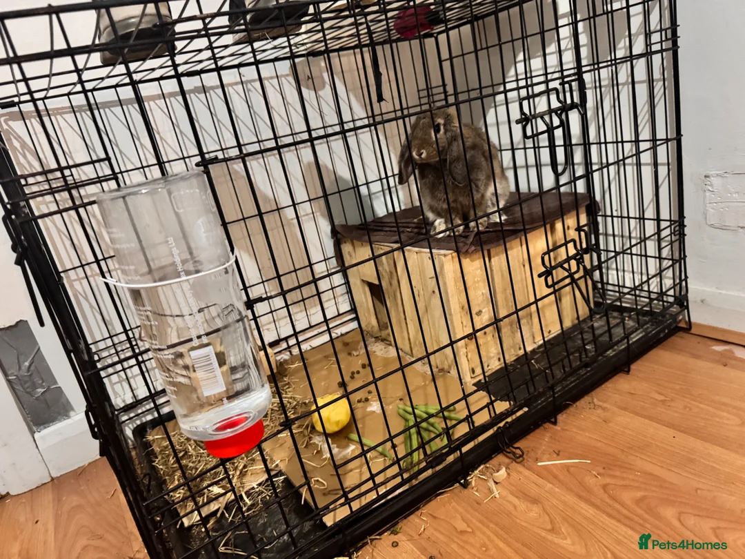 Mixed Breed rabbits for sale: Rabbit  - Advert 2