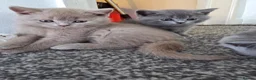 British Shorthair cats for sale: British shorthair kittens  - Advert 10
