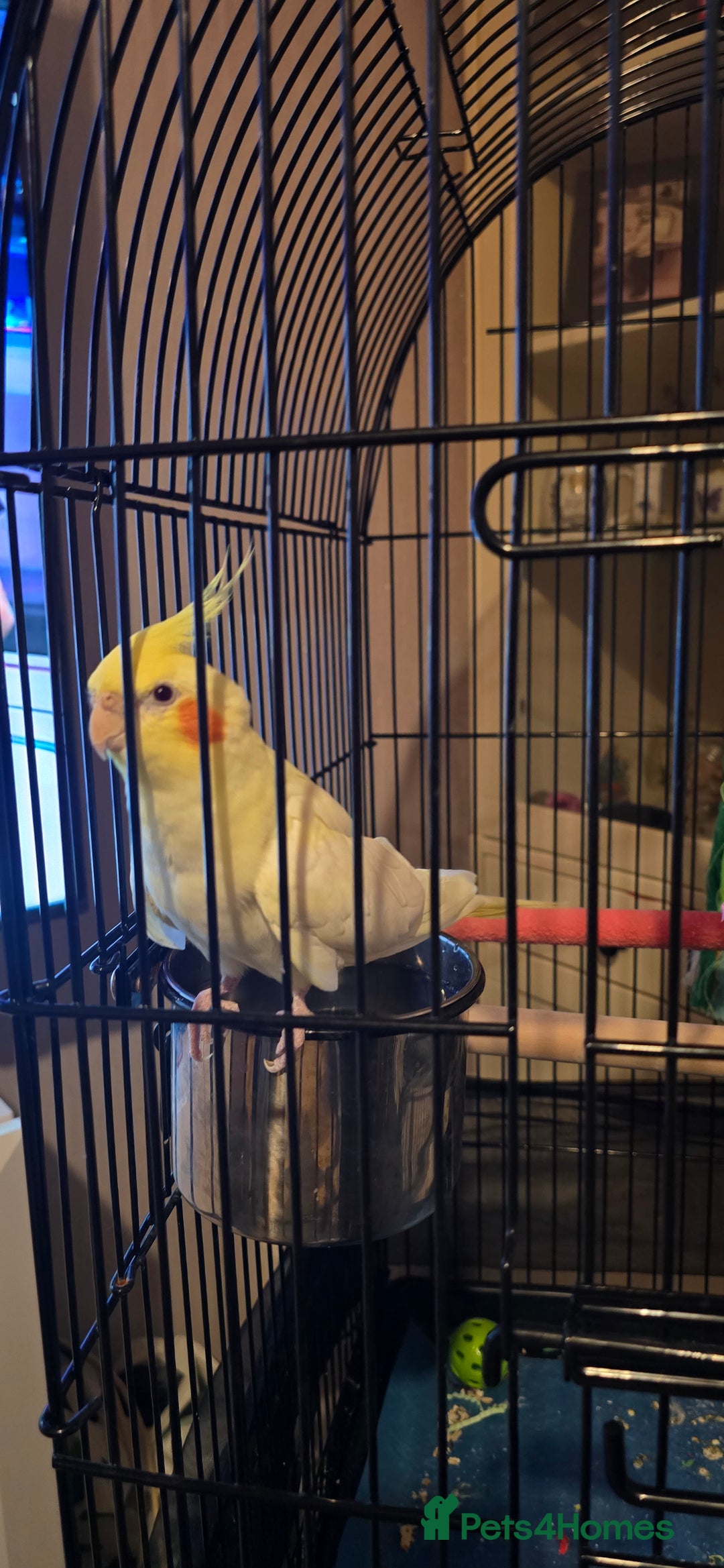 Cockatiels birds for sale: Cockatiel  - Image 7