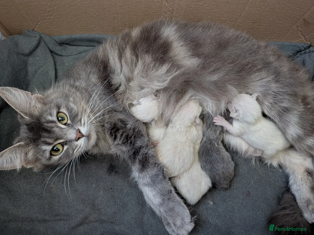 Maine Coon cats for sale: 5 mainecoon kittens - Advert 1