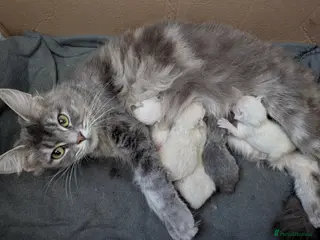 Maine Coon cats 5 mainecoon kittens - Advert 3