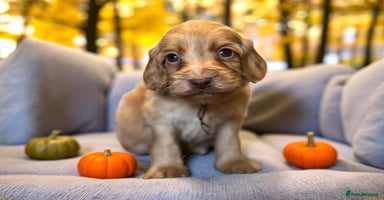 Cockapoo dogs - Advert 10