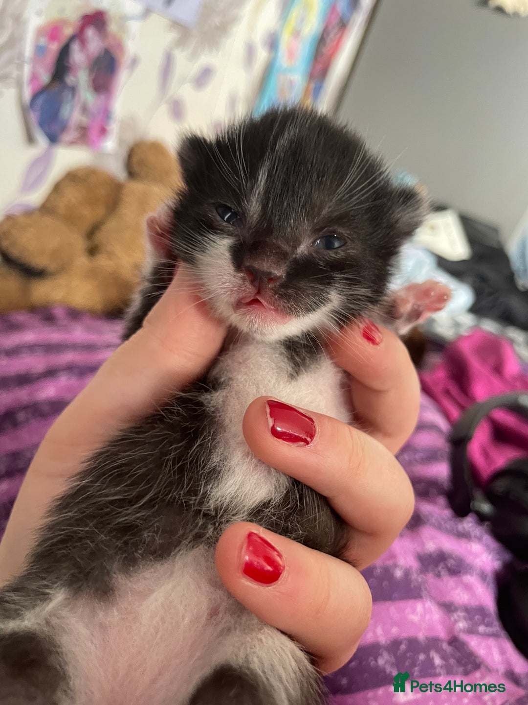 American Shorthair cats for sale: 3 kittens available October (tuxedo and black cat) - Image 1