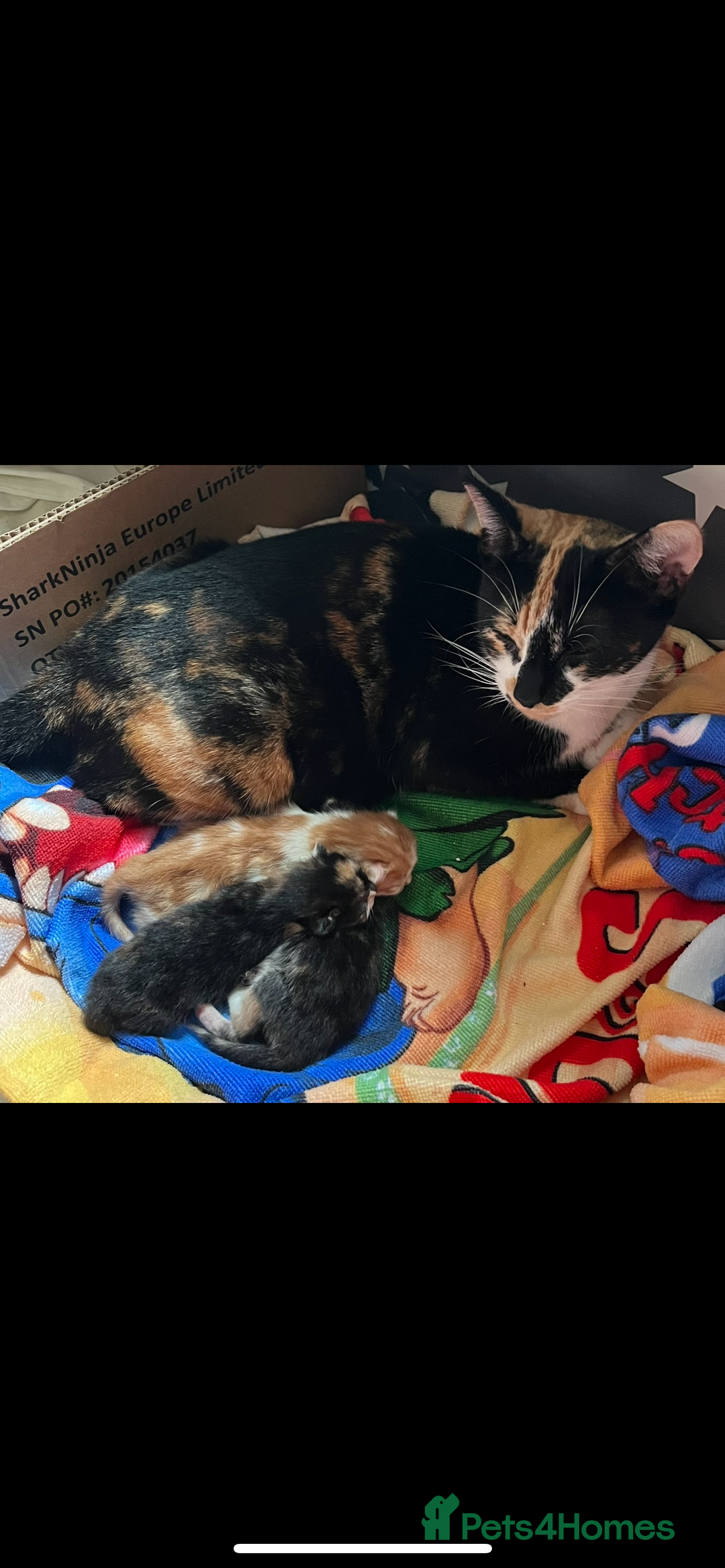 Mixed Breed cats for sale: 1 boy 2 girl kittens - Image 7